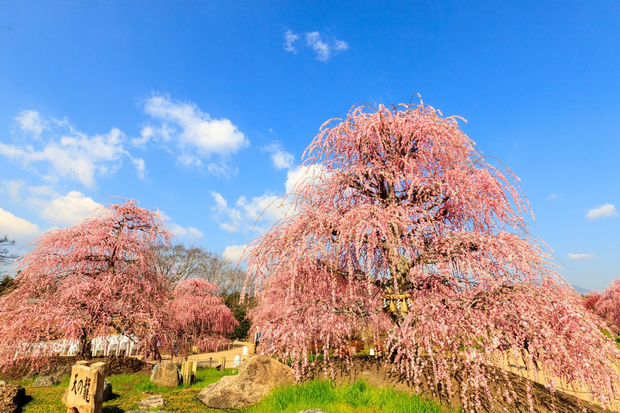 🌸 스즈카 숲 정원(스즈카노모리테이엔) 이미지 7